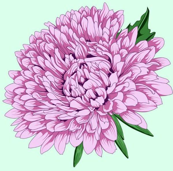 Пион ботан хризантемы