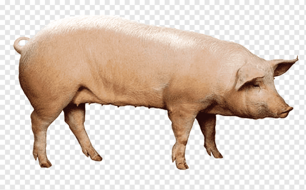 Поросенок мультяшный