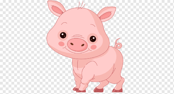 Свинья на белом фоне