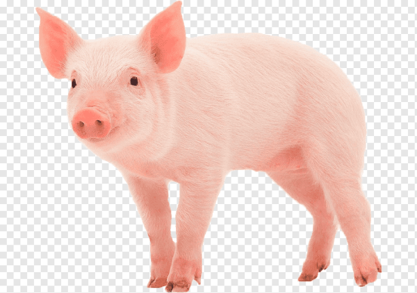 Поросенок для детей