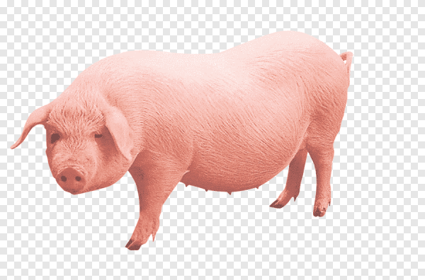 Поросенок на прозрачном фоне