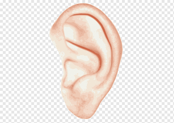 Человеческие уши для фотошопа