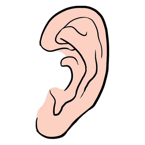 Ухо схематично