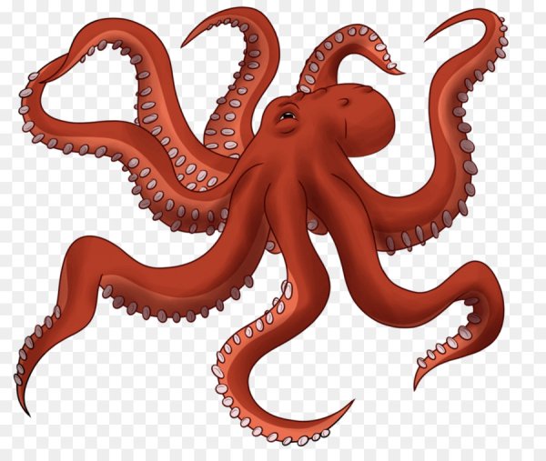 Enteroctopus dofleini