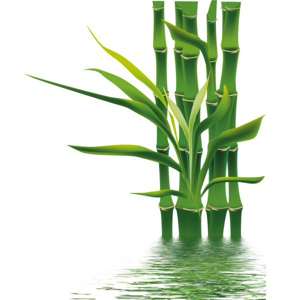 Листья бамбука