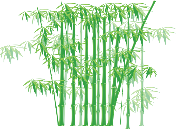 Бамбук на прозрачном фоне
