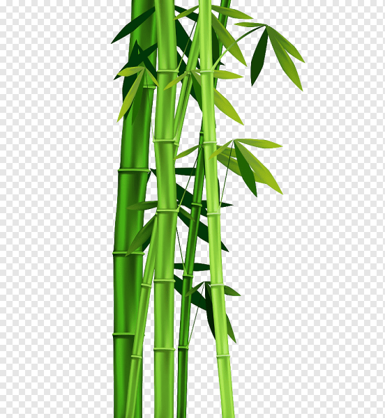 Листья бамбука вектор