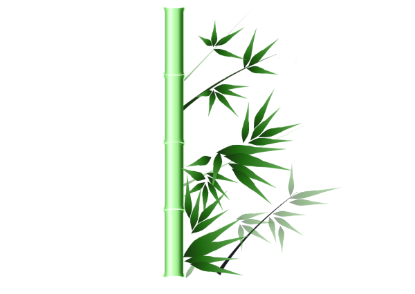 Бамбук на белом фоне