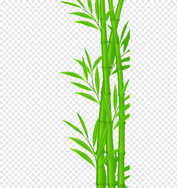 Веточка бамбука