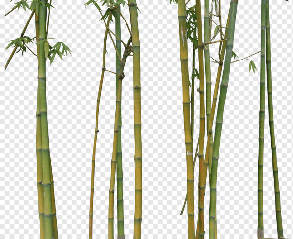 Бамбуковый стебель