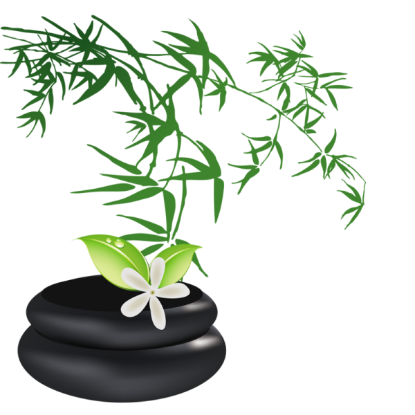 Японский бамбук на прозрачном фоне