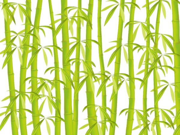 Бамбук Широшима