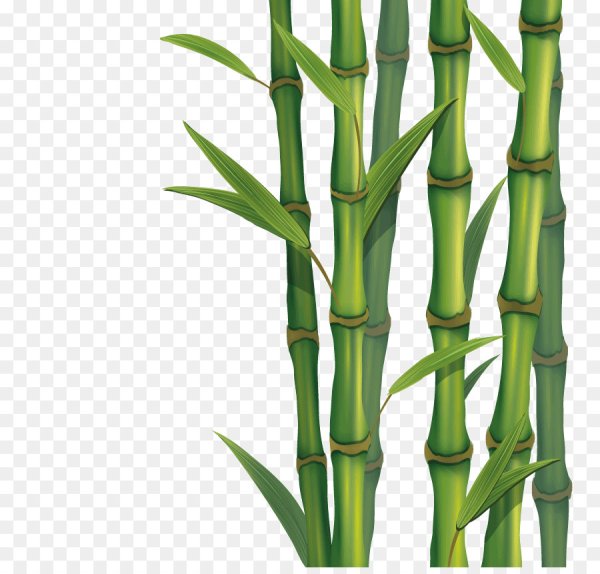 Веточка бамбука