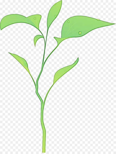 Цветок без стебля