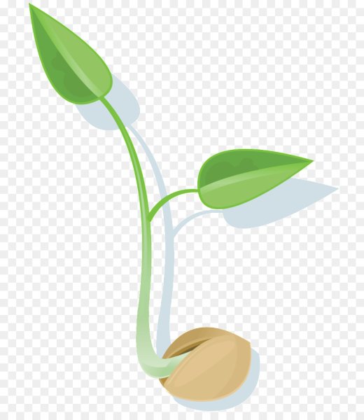 Росток на прозрачном фоне