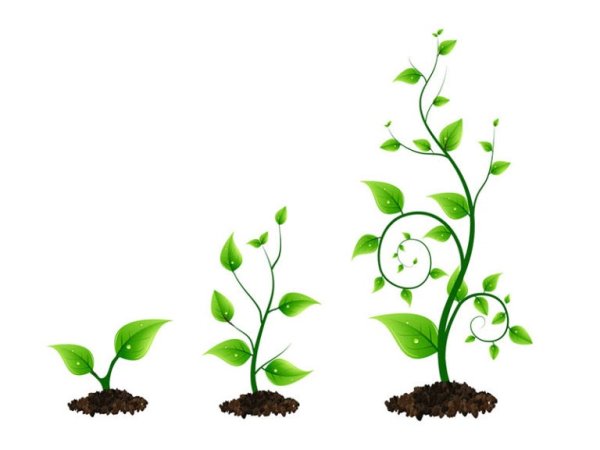 Рост растений