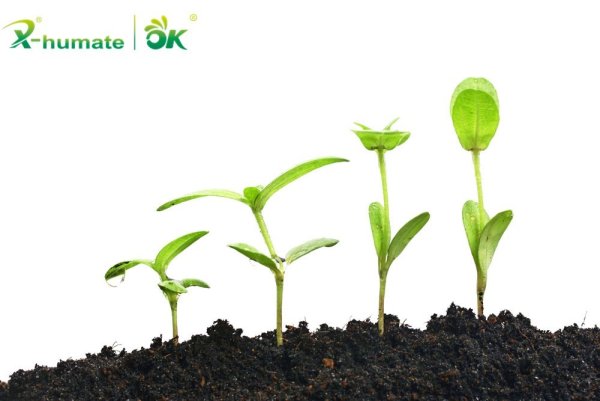 Всходы растений