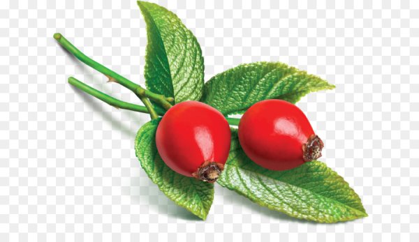 Шиповник ягоды