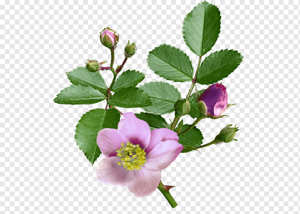 Куст шиповника ветка