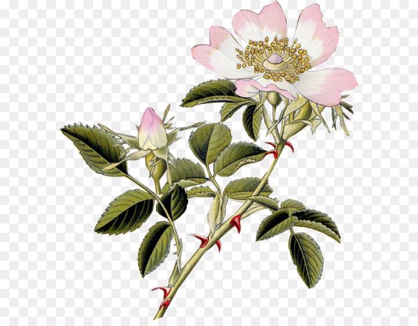 Ветки шиповника на Розе