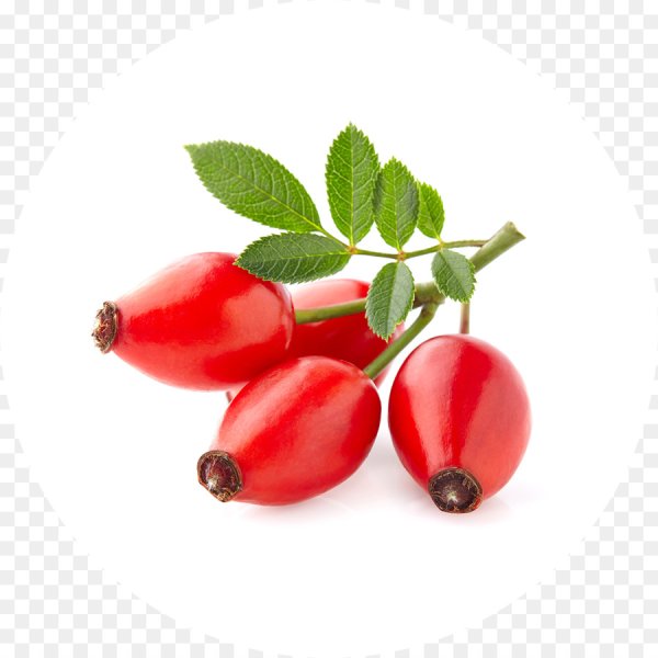 Rosa Canina Fruit Oil