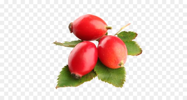 Шиповник на прозрачном фоне