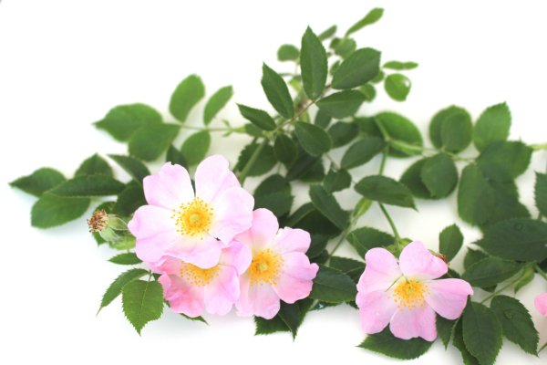 Шиповник на белом фоне