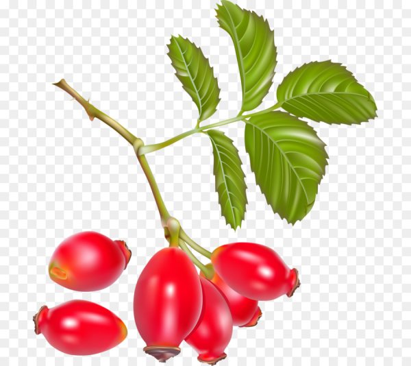 Веточка кизила