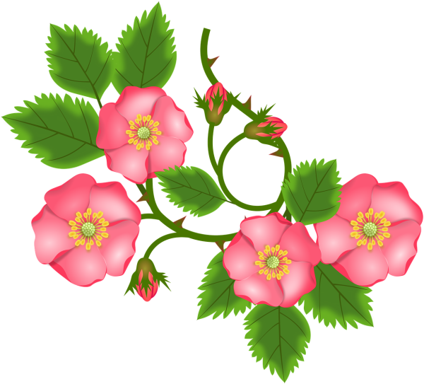 Шиповник вектор