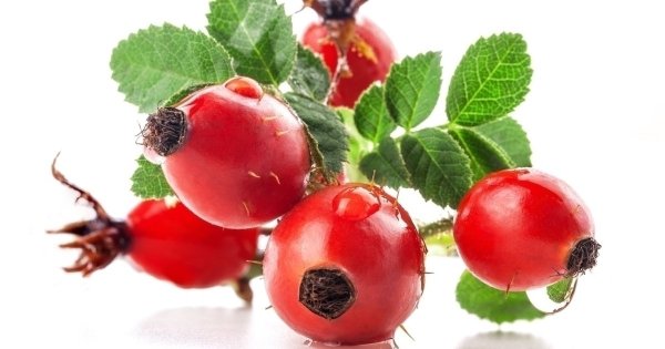 Шиповник на белом фоне