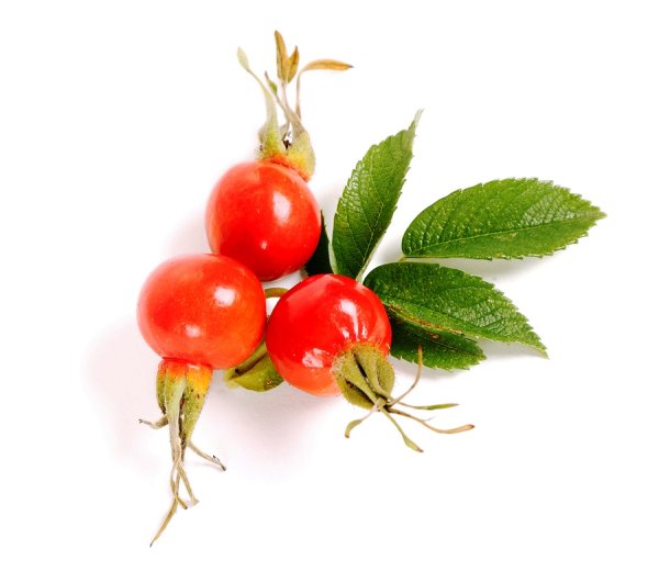 Шиповник на белом фоне