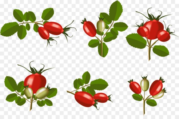 Шиповник куст вектор