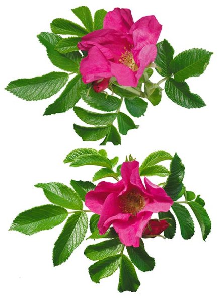 Шиповник куст