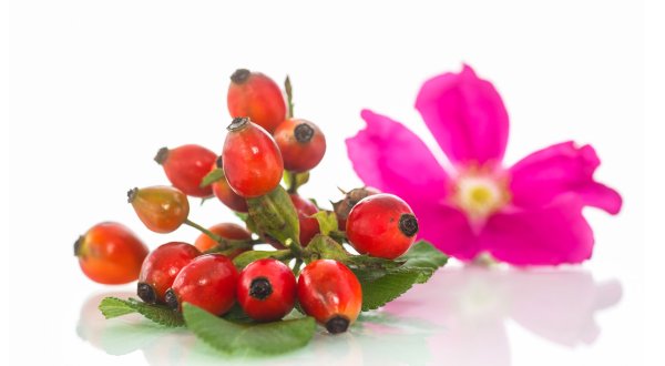 Шиповник на белом фоне