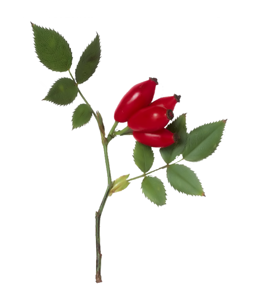 Шиповник полмериана