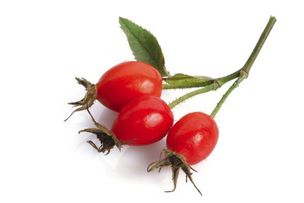 Шиповник ягоды на белом фоне