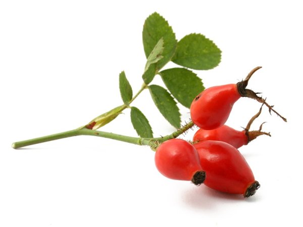 Шиповник на белом фоне