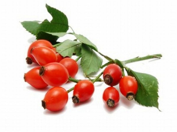 Шиповник на белом фоне