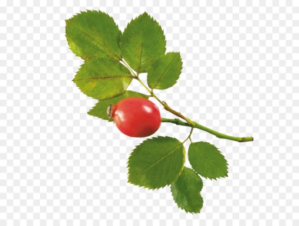 Шиповник на белом фоне