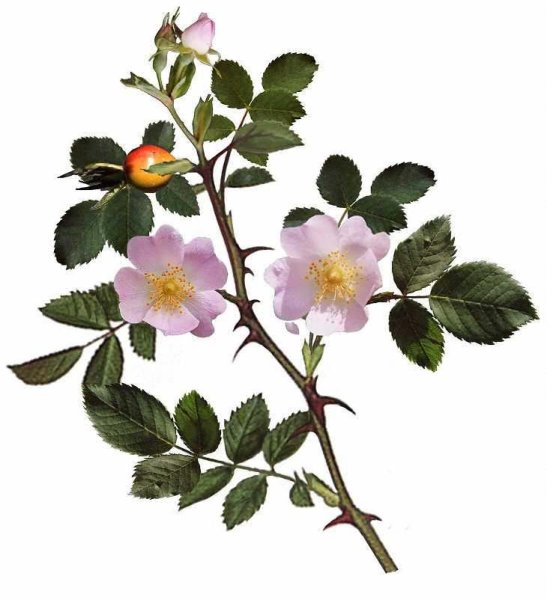 Кустарник Жасмин шиповник листья