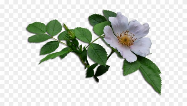 Шиповник цветы