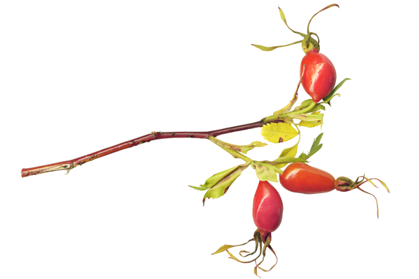 Веточка шиповника