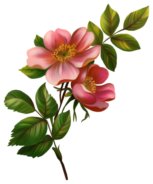 Картинки цветов на прозрачном фоне