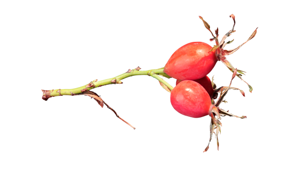 Плоды шиповника вектор