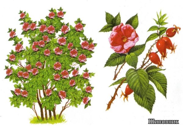 Кустарник шиповник малина