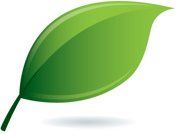 Листочки без фона