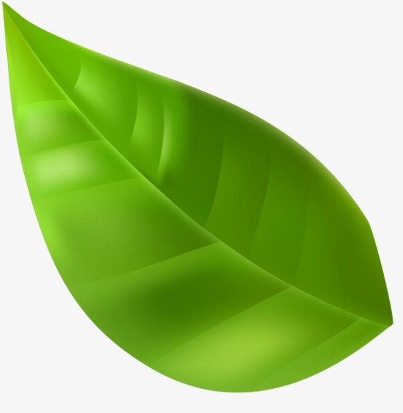 Зеленый листик