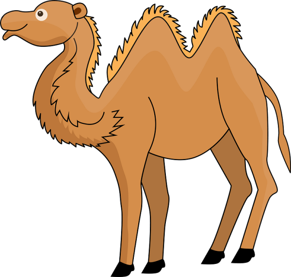 Верблюд детский рисунок