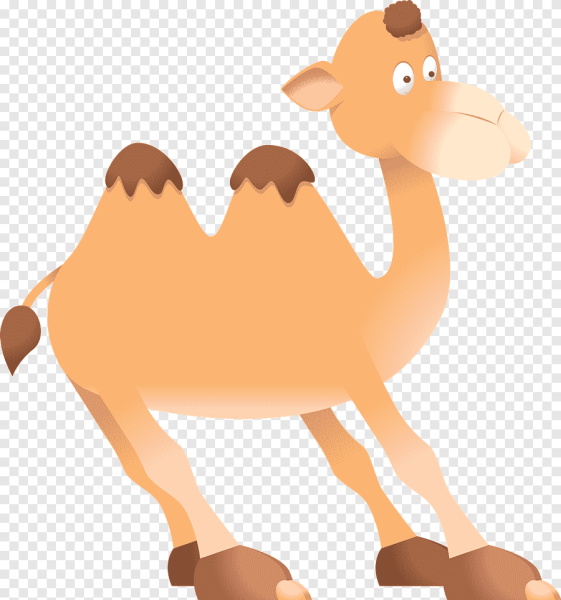 Верблюды бактрианы и дромадеры