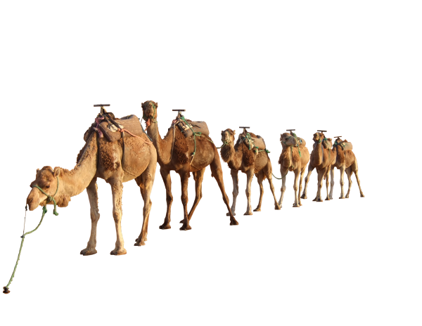 Двугорбый верблюд